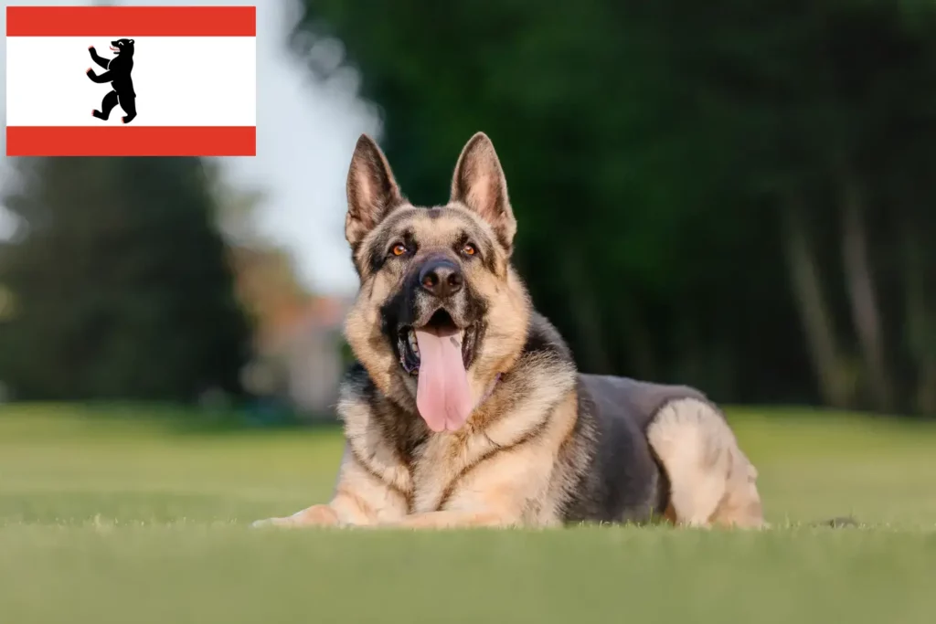 Přečtete si více ze článku Chovatel východoevropských ovčáků a štěňat v Berlíně