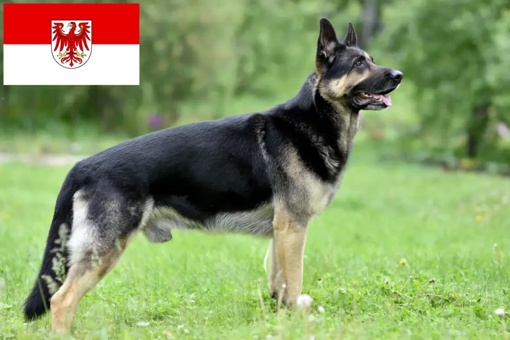 Přečtete si více ze článku Chovatelé východoevropských ovčáků a štěňat v Braniborsku
