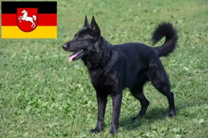 Přečtete si více ze článku Chovatelé východoevropských ovčáků a štěňat v Dolním Sasku