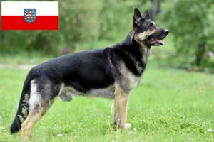 Přečtete si více ze článku Chovatelé východoevropských ovčáků a štěňat v Durynsku