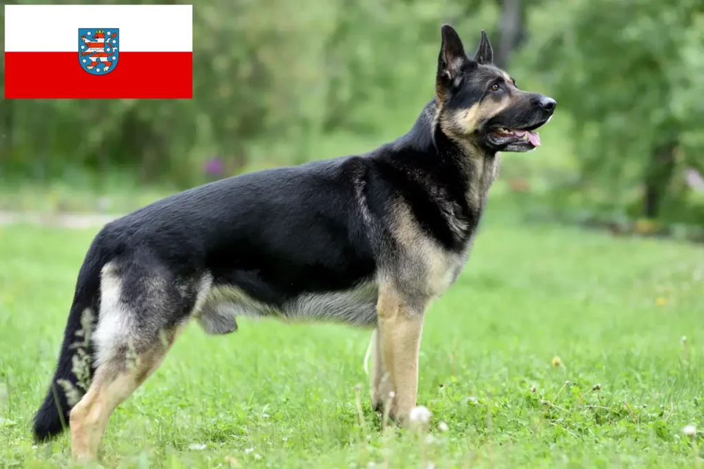 Přečtete si více ze článku Chovatelé východoevropských ovčáků a štěňat v Durynsku