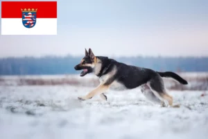 Přečtete si více ze článku Chovatelé východoevropských ovčáků a štěňat v Hesensku