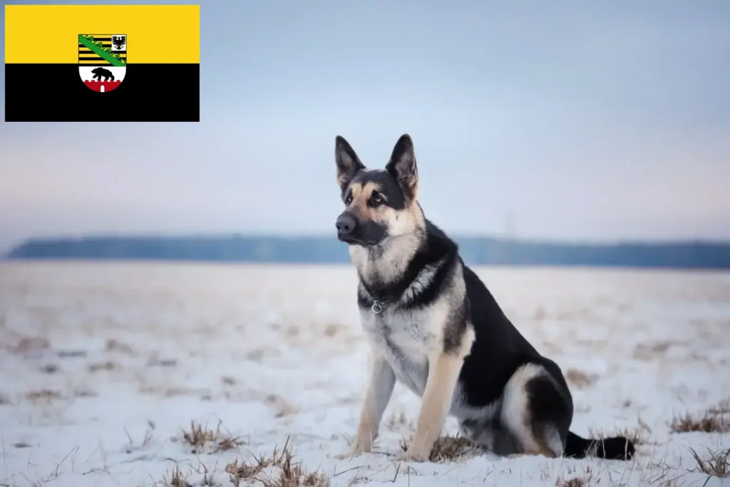 Přečtete si více ze článku Chovatelé východoevropských ovčáků a štěňat v Sasku-Anhaltsku