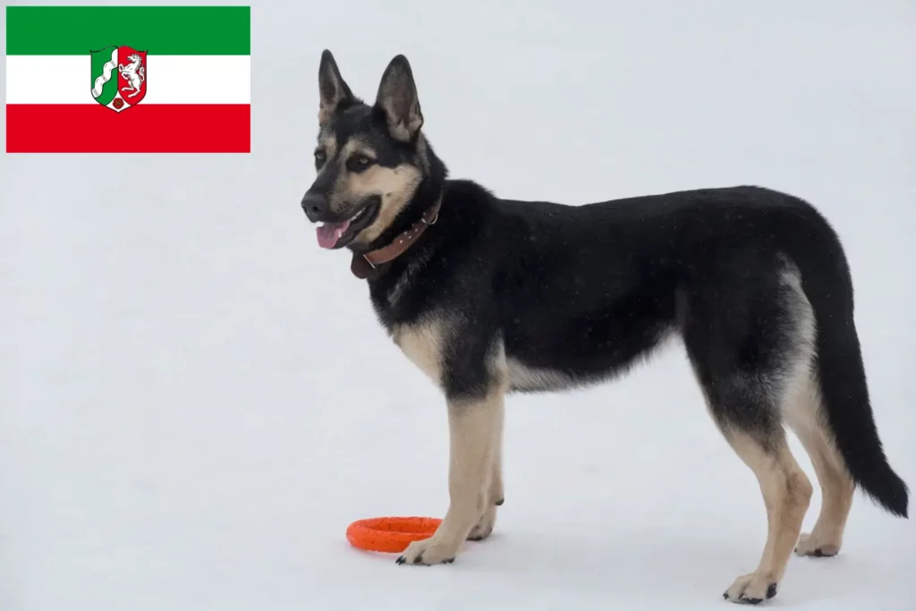 Přečtete si více ze článku Chovatelé východoevropských ovčáků a štěňat v Severním Porýní-Vestfálsku
