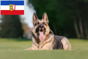 Přečtete si více ze článku Chovatelé východoevropských ovčáků a štěňat ve Šlesvicku-Holštýnsku