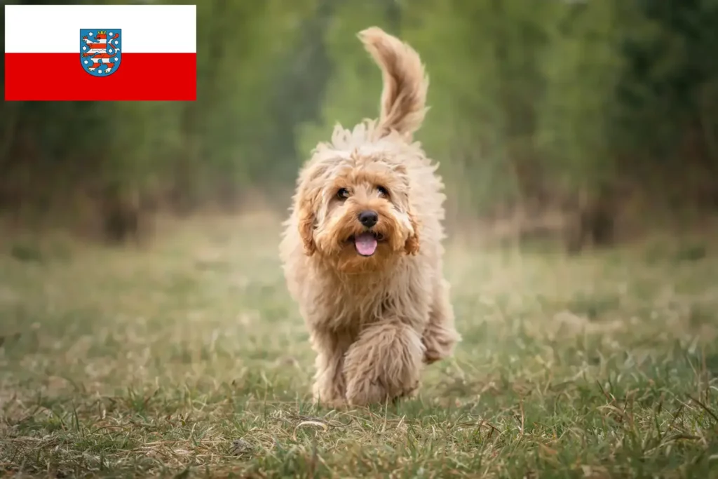 Přečtete si více ze článku Chovatelé kavoodlů a štěňat v Durynsku