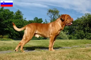 Přečtete si více ze článku Chovatelé a štěňata Dogue de Bordeaux ve Slovinsku