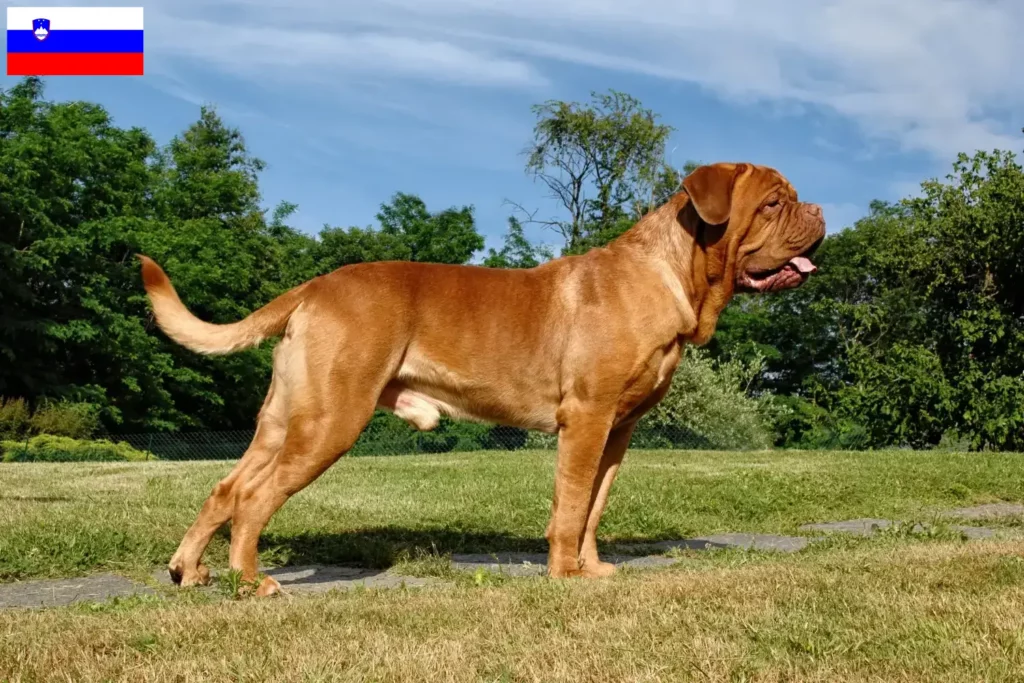 Přečtete si více ze článku Chovatelé a štěňata Dogue de Bordeaux ve Slovinsku