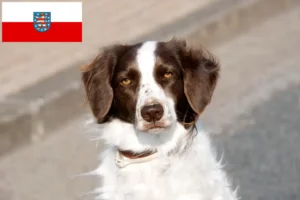 Přečtete si více ze článku Drentse Patrijshond chovatelé a štěňata v Durynsku