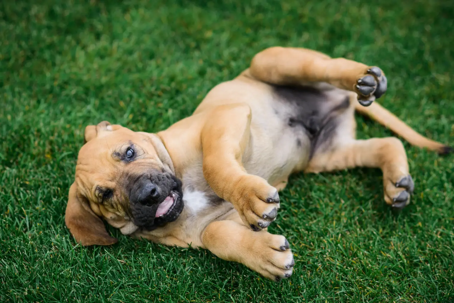Koupit si štěně Fila Brasileiro znamená převzít odpovědnost! Prodám štěňata Fila Brasileiro.