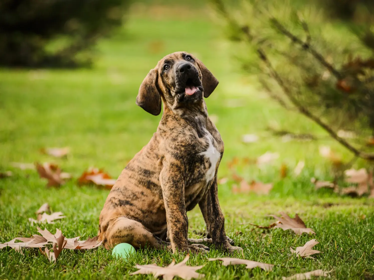 Koupit si štěně Fila Brasileiro znamená převzít odpovědnost! Prodám štěňata Fila Brasileiro.