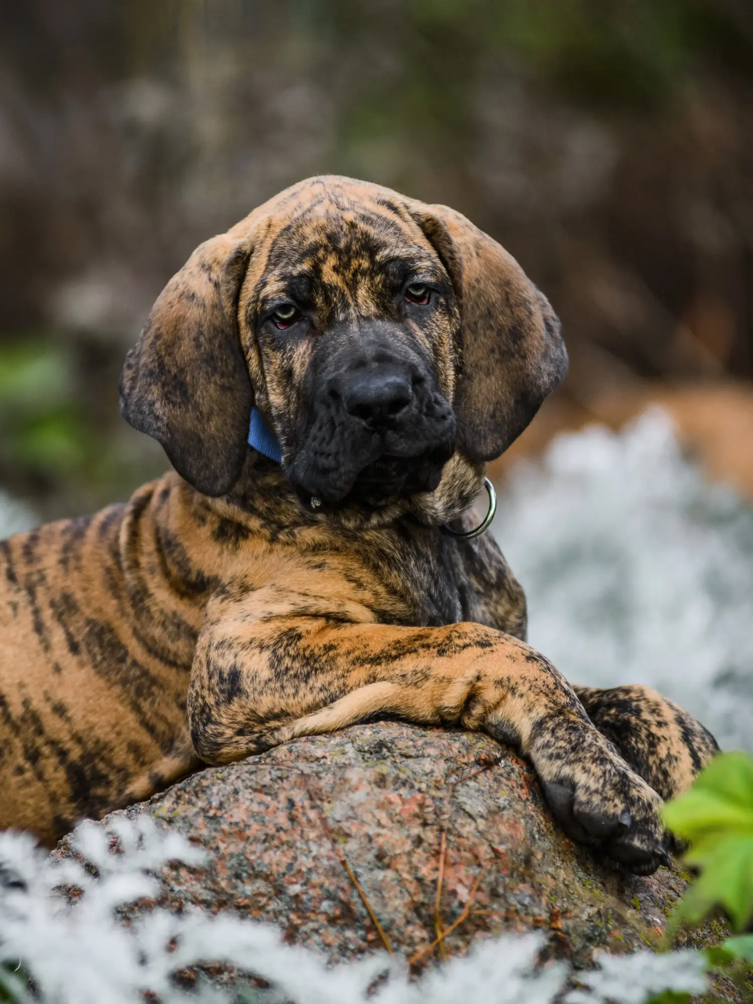 Koupit si štěně Fila Brasileiro znamená převzít odpovědnost! Prodám štěňata Fila Brasileiro.