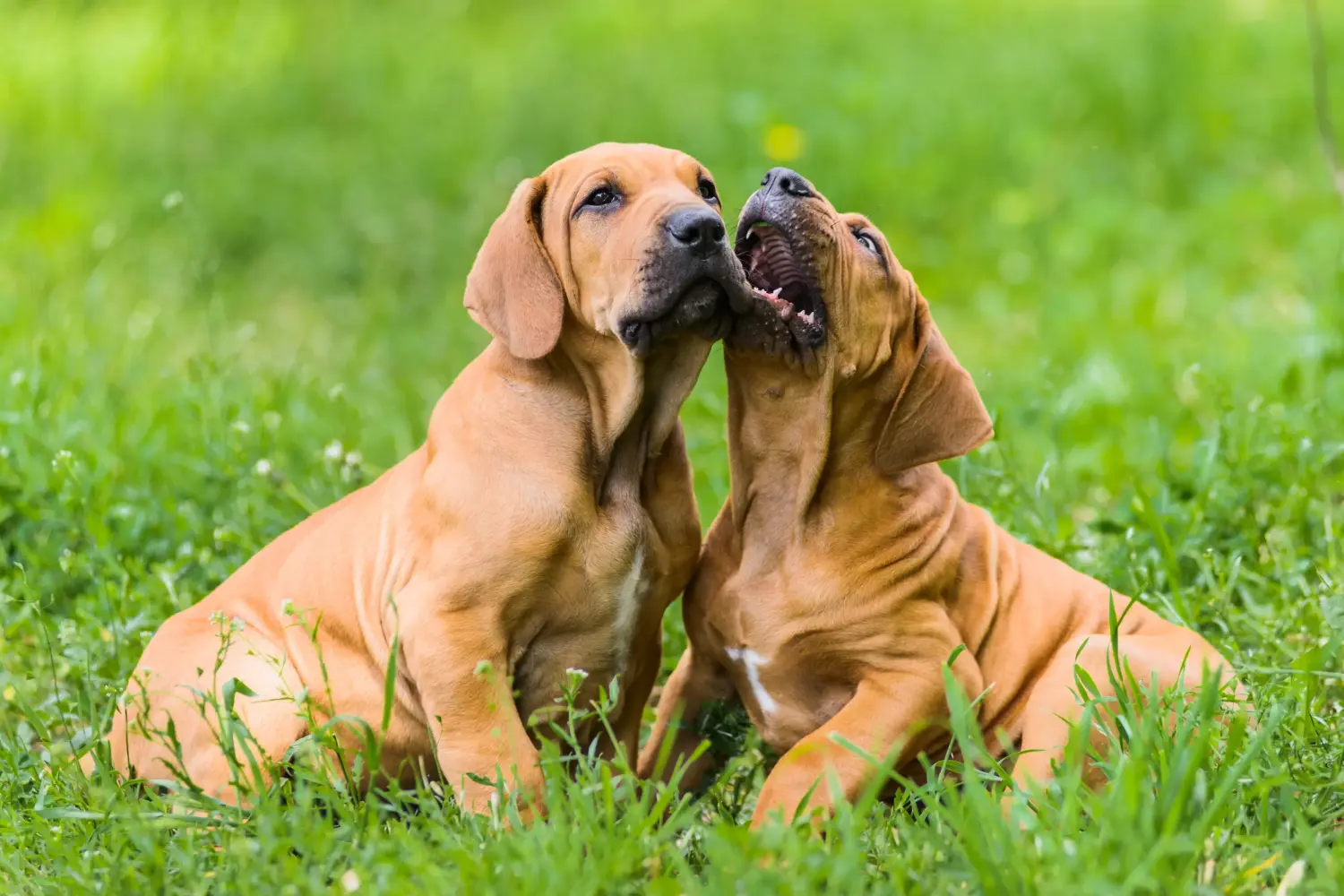 Koupit si štěně Fila Brasileiro znamená převzít odpovědnost! Prodám štěňata Fila Brasileiro.