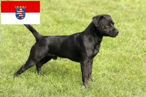 Přečtete si více ze článku Chovatelé patterdale teriérů a štěňat v Hesensku