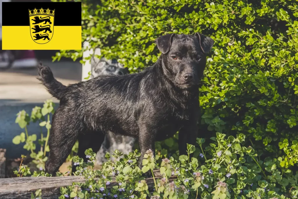 Přečtete si více ze článku Chovatelé patterdale teriérů a štěňat v Bádensku-Württembersku