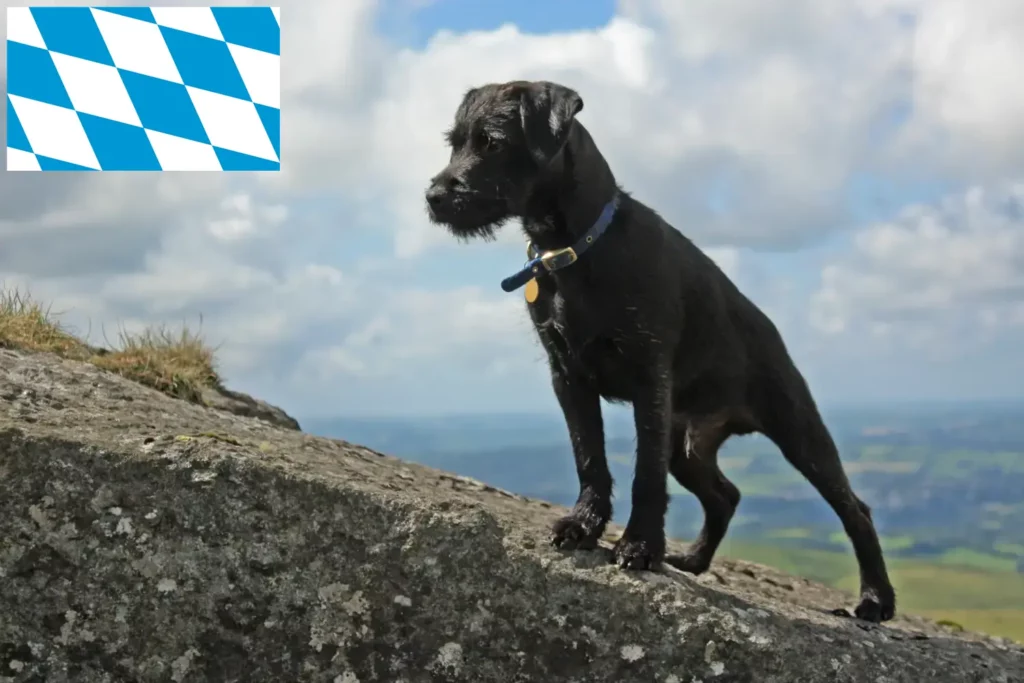 Přečtete si více ze článku Chovatelé patterdale teriérů a štěňat v Bavorsku