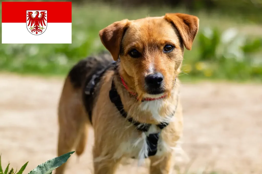 Přečtete si více ze článku Chovatelé patterdale teriérů a štěňat v Brandenburgu