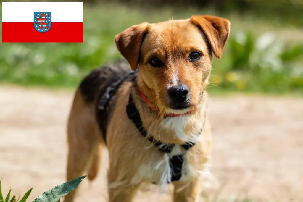 Přečtete si více ze článku Chovatelé patterdale teriérů a štěňat v Durynsku