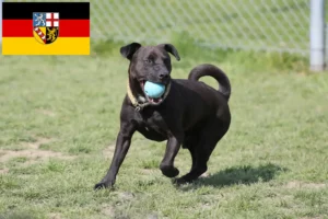 Přečtete si více ze článku Chovatelé patterdale teriérů a štěňat v Sársku
