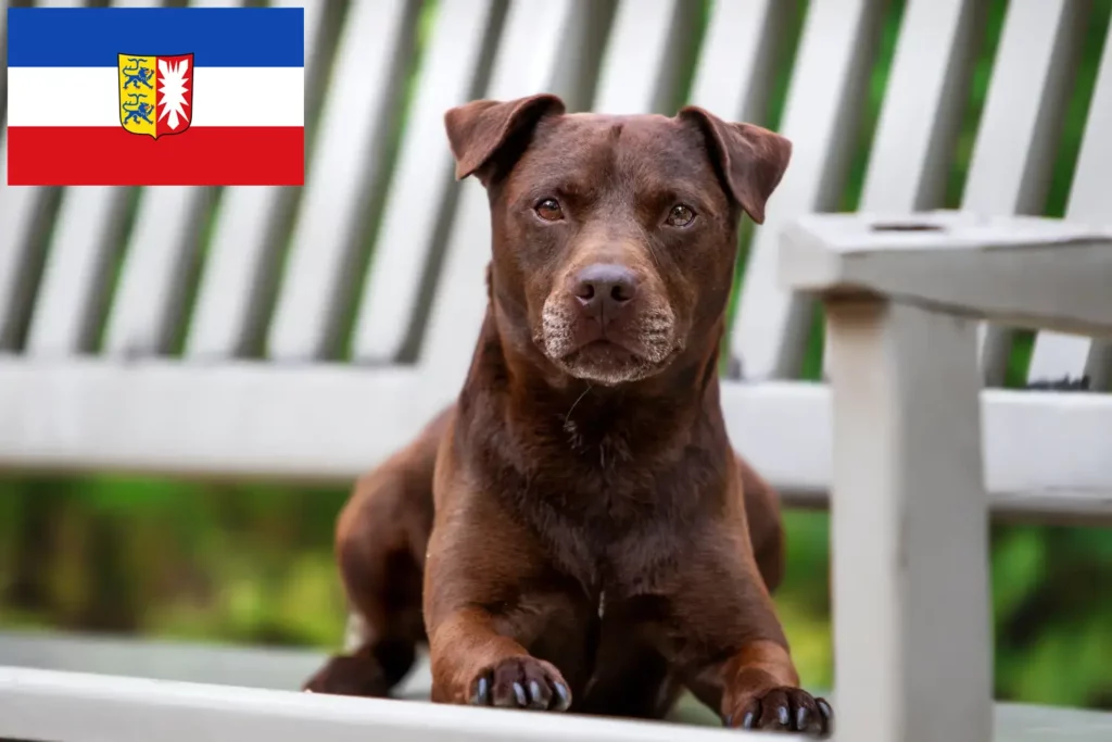 Přečtete si více ze článku Chovatelé patterdale teriérů a štěňat ve Šlesvicku-Holštýnsku