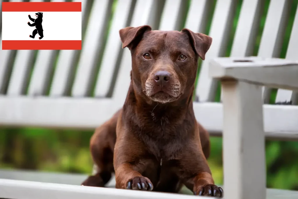 Přečtete si více ze článku Chovatelé patterdale teriérů a štěňat v Berlíně