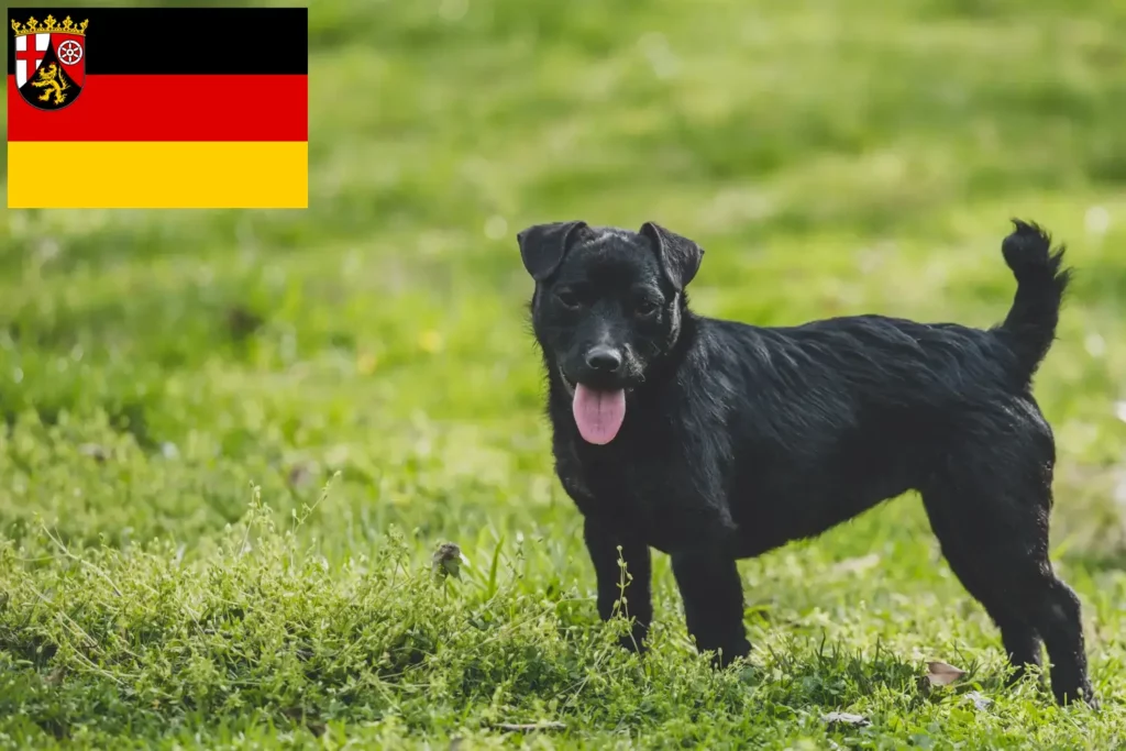 Přečtete si více ze článku Chovatelé patterdale teriérů a štěňat v Porýní-Falci