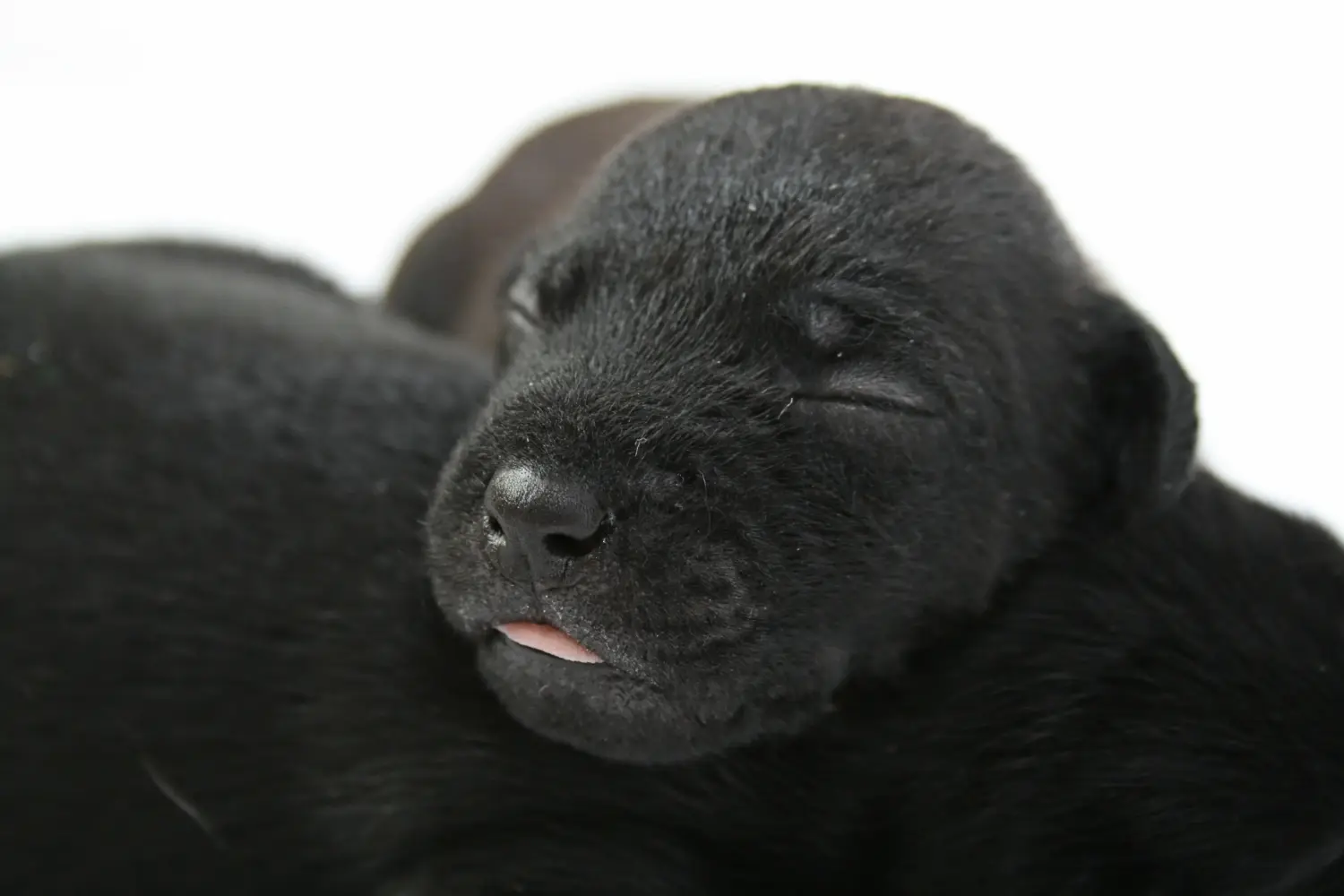 Pořídit si štěně patterdale teriéra znamená převzít odpovědnost! Prodám štěňata patterdale teriéra.