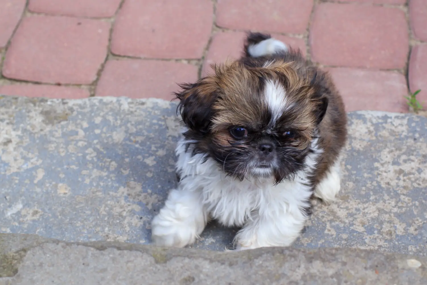 Koupit si štěně shih tzu znamená převzít odpovědnost! Prodám štěňata Shih Tzu.