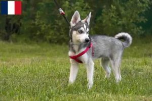 Přečtete si více ze článku Aljašský Klee Kai chovatelé a štěňata ve Francii