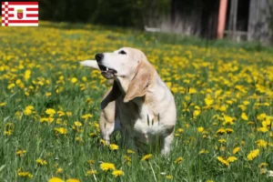 Přečtete si více ze článku Basset Artésien Normand chovatelé a štěňata v Brémách