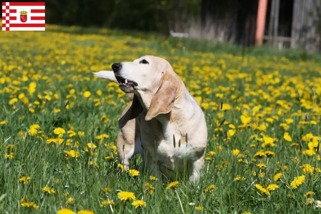 Přečtete si více ze článku Basset Artésien Normand chovatelé a štěňata v Brémách