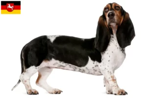 Přečtete si více ze článku Chovatelé a štěňata bassetů Artésien Normand v Dolním Sasku