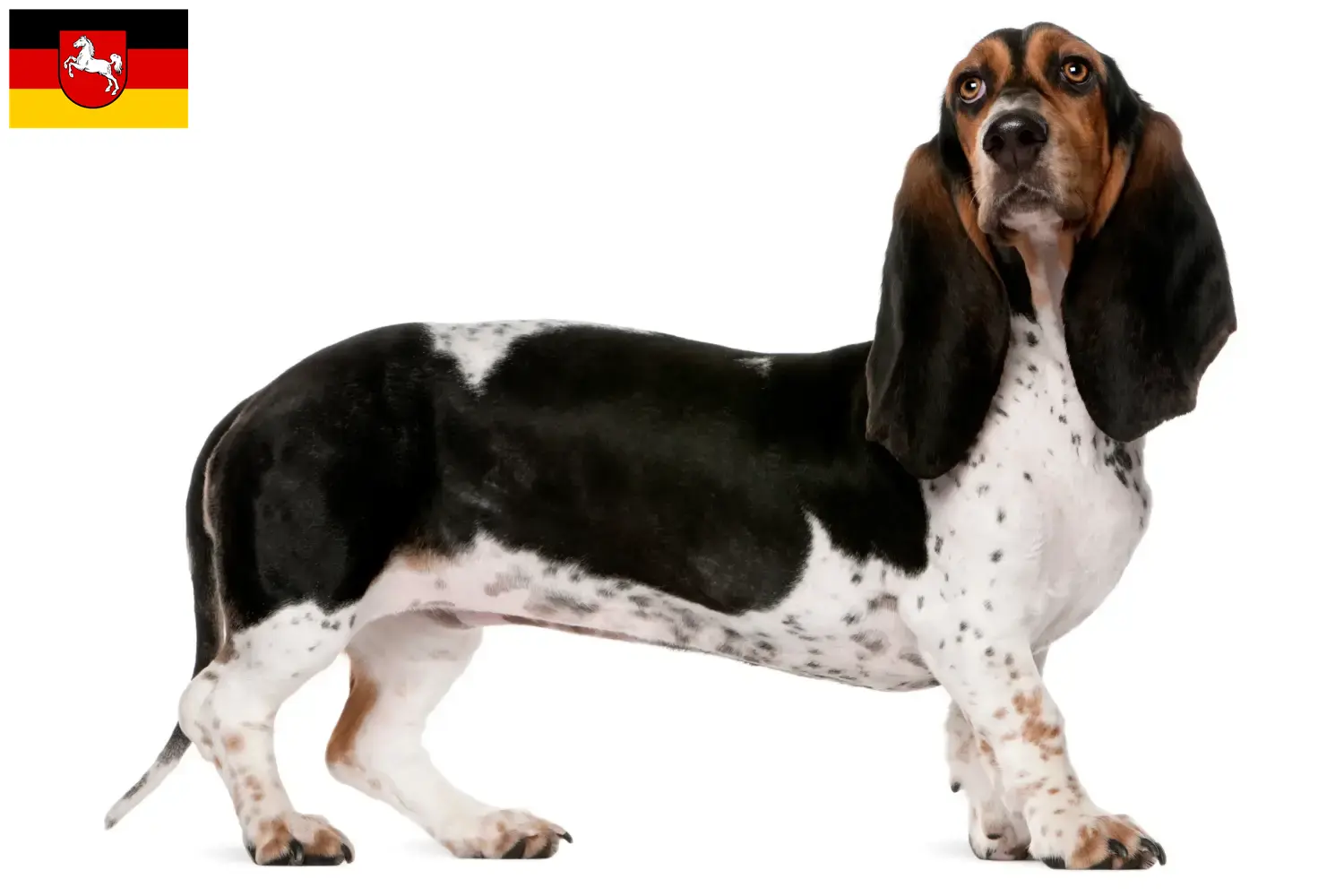 Basset Artésien Normand štěňata a chovatelé Dolní Sasko Zde najdete chovatele bassetů artésien normands v Dolním Sasku.