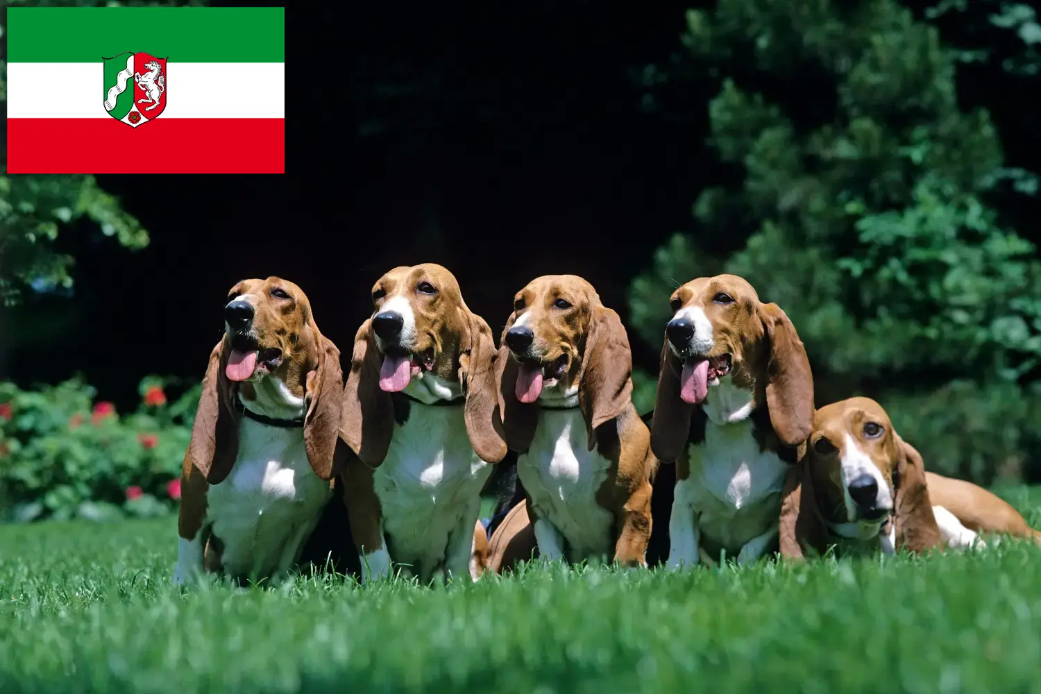 Basset Artésien Normand štěňata a chovatelé Severní Porýní-Vestfálsko Zde najdete chovatele bassetů artésien normands v Severním Porýní-Vestfálsku.