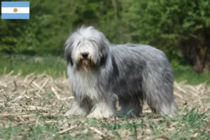 Přečtete si více ze článku Chovatelé a štěňata plemene Bearded Collie v Argentině