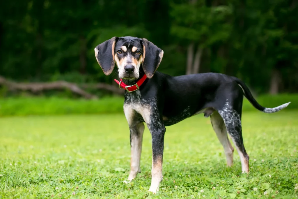 Přečtete si více ze článku Bluetick Coonhound Chovatel