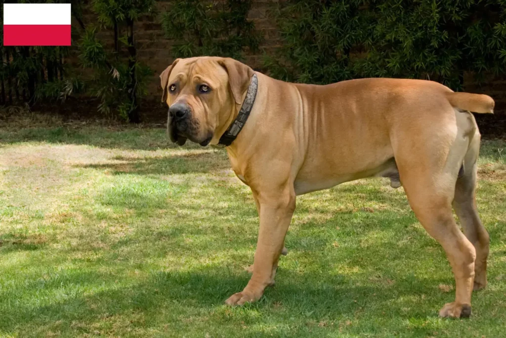 Přečtete si více ze článku Chovatelé boerboelů a štěňat v Polsku