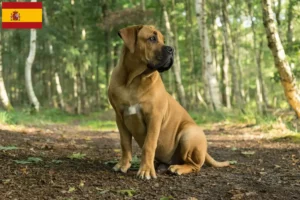Přečtete si více ze článku Chovatelé boerboelů a štěňata ve Španělsku