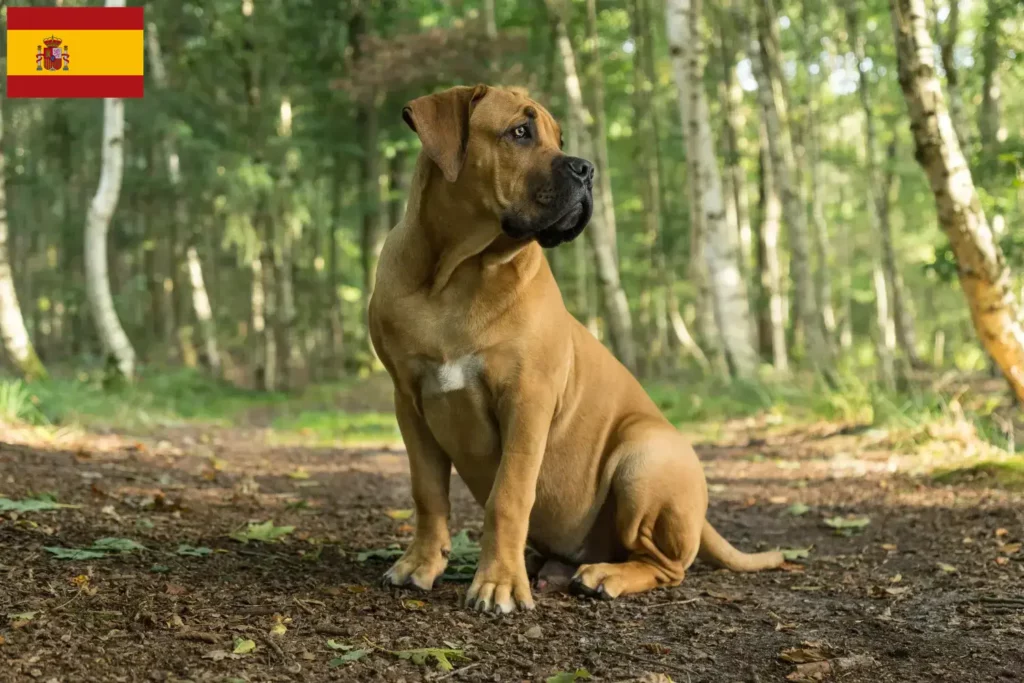 Přečtete si více ze článku Chovatelé boerboelů a štěňata ve Španělsku