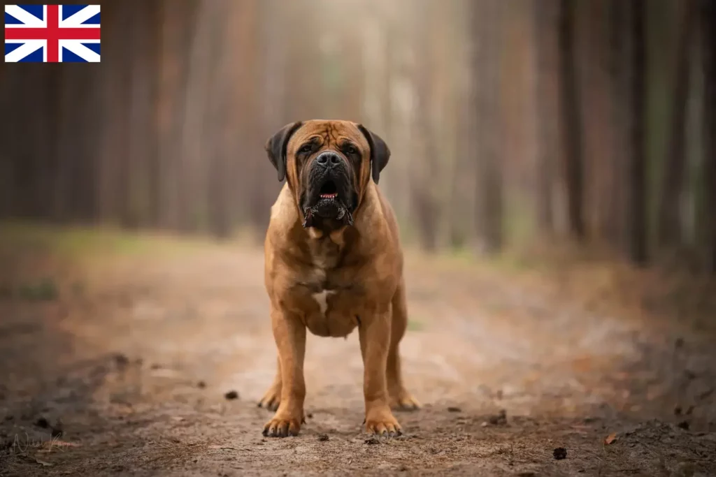 Přečtete si více ze článku Chovatelé boerboelů a štěňat ve Velké Británii