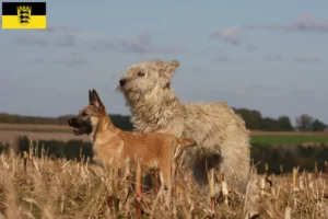 Přečtete si více ze článku Bouvier des Ardennes chovatelé a štěňata v Bádensku-Württembersku
