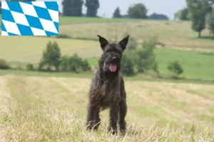Přečtete si více ze článku Chovatelé a štěňata Bouvier des Ardennes v Bavorsku