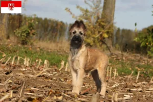 Přečtete si více ze článku Chovatelé a štěňata Bouvier des Ardennes v Brandenburgu