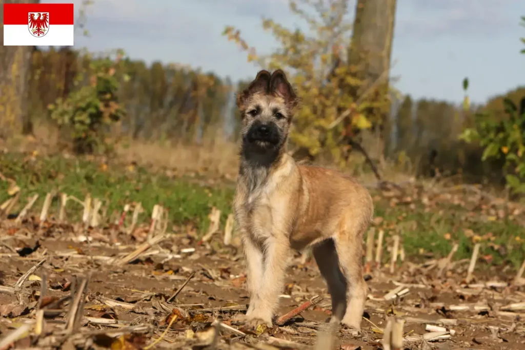 Přečtete si více ze článku Chovatelé a štěňata Bouvier des Ardennes v Brandenburgu