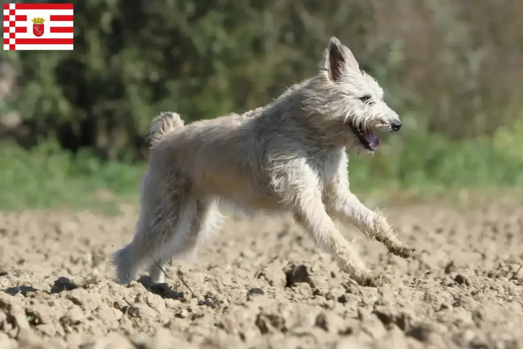 Přečtete si více ze článku Bouvier des Ardennes chovatelé a štěňata v Brémách