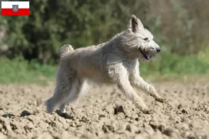 Přečtete si více ze článku Chovatelé a štěňata Bouvier des Ardennes v Durynsku