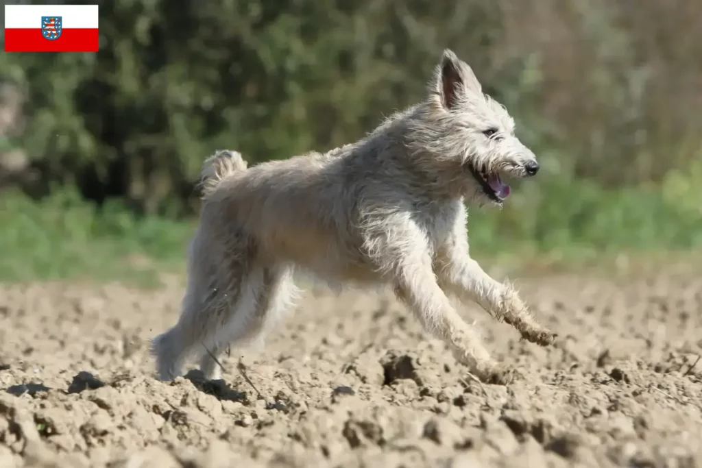 Přečtete si více ze článku Chovatelé a štěňata Bouvier des Ardennes v Durynsku