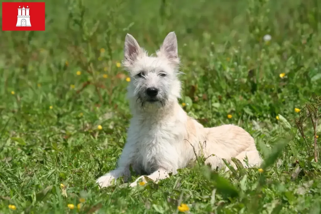 Přečtete si více ze článku Chovatelé a štěňata Bouvier des Ardennes v Hamburku