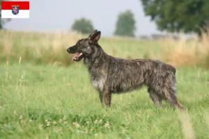 Přečtete si více ze článku Chovatelé a štěňata Bouvier des Ardennes v Hesensku
