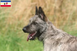 Přečtete si více ze článku Chovatelé a štěňata Bouvier des Ardennes v Meklenbursku-Předním Pomořansku